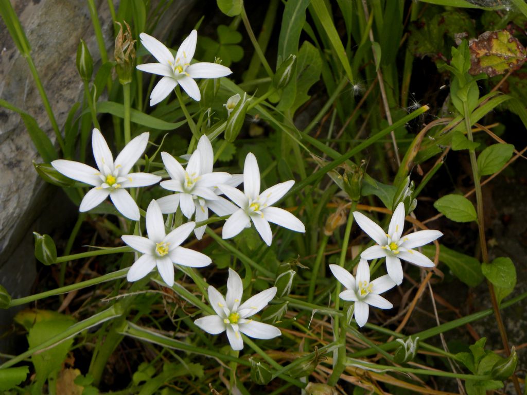 Ornithogalum sp.